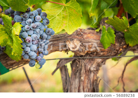 Lush Wine Grapes Clusters Hanging On The Vine Lush Wine Grapes Clusters Hanging On The Vine 56889238