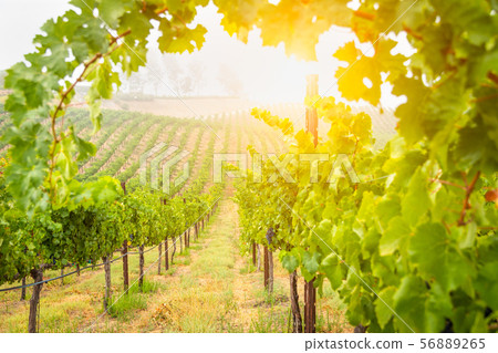 Beautiful Wine Grape Vineyard In The Morning Sun 56889265