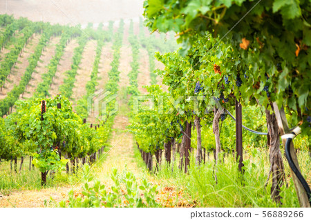 Beautiful Wine Grape Vineyard In The Morning Sun Beautiful Wine Grape Vineyard In The Morning Sun 56889266