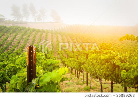 Beautiful Wine Grape Vineyard In The Morning Sun Beautiful Wine Grape Vineyard In The Morning Sun 56889268