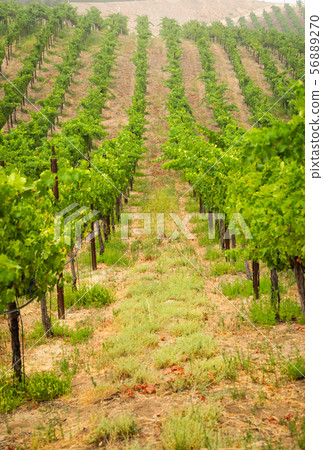 Beautiful Wine Grape Vineyard In The Morning Sun 56889270