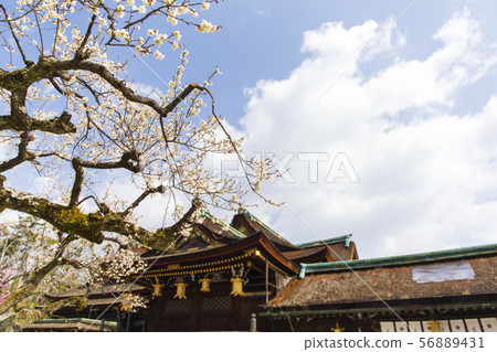 Plum tree / Kitano Tenmangu / Kyoto city 56889431