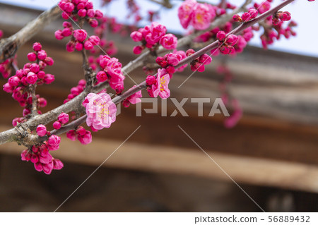 Plum tree / Kitano Tenmangu / Kyoto city 56889432