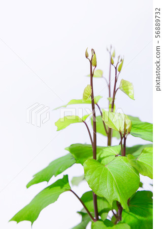 Sweet potato young leaves and fresh green Sweet potato young leaves and fresh green 56889732