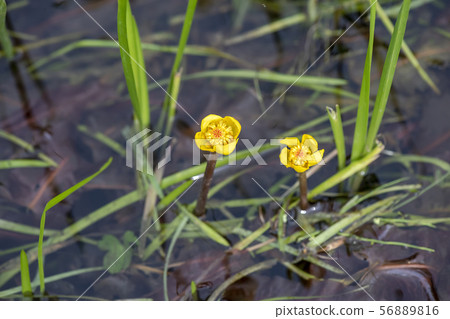 Shimotsuke Kohone 56889816