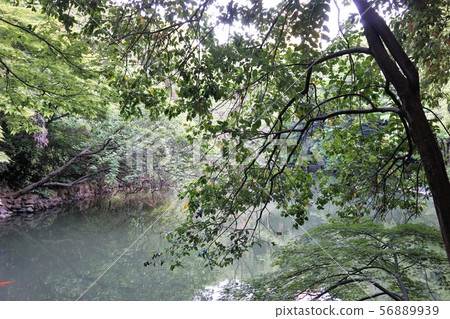 在森林裡的池塘 在森林裡的池塘 56889939