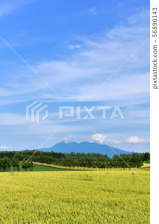 東部麥田 東部麥田 56890143