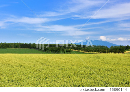 東部麥田 56890144