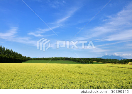 東部麥田 東部麥田 56890145