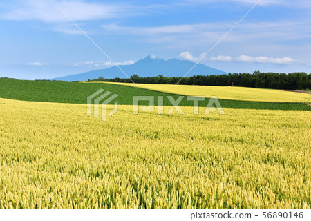 東部麥田 東部麥田 56890146