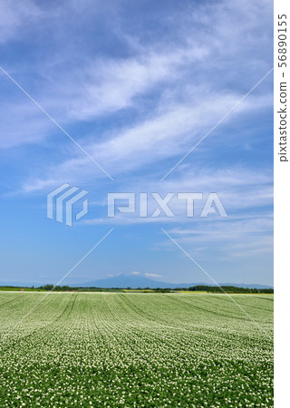 Potato field in the eastern part 56890155