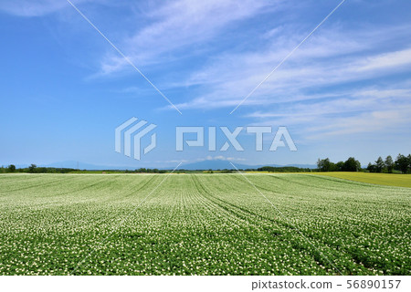 Potato field in the eastern part Potato field in the eastern part 56890157