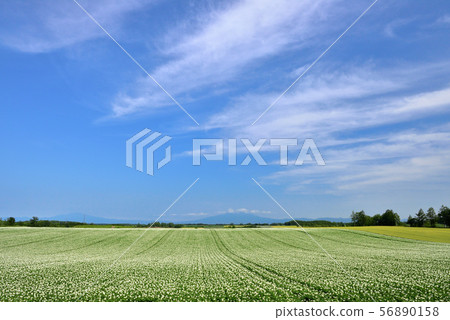 Potato field in the eastern part 56890158