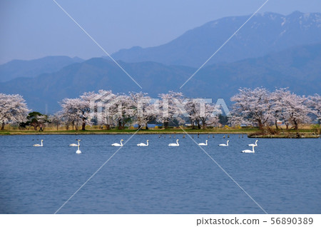 羅湖之春 56890389