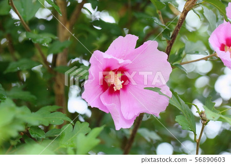 Mukugawa no Hana Mukugawa no Hana 56890603