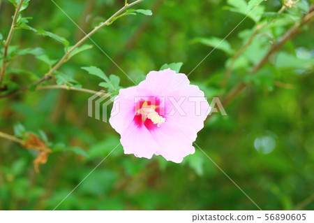 Mukugawa no Hana Mukugawa no Hana 56890605