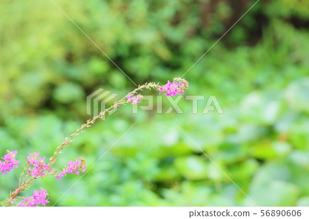 味噌Haigi花 味噌Haigi花 56890606