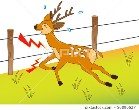 野鹿很驚訝地觸摸電圍欄。 56890627