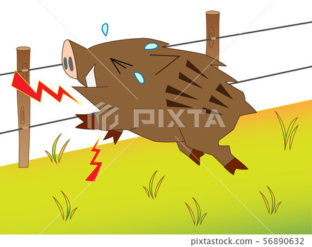 A wild fox touches the electric fence and is surprised. 56890632