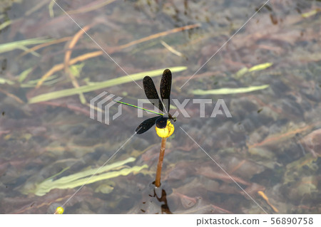 Hagorotorbo 56890758