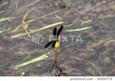 Hagorotorbo 56890759