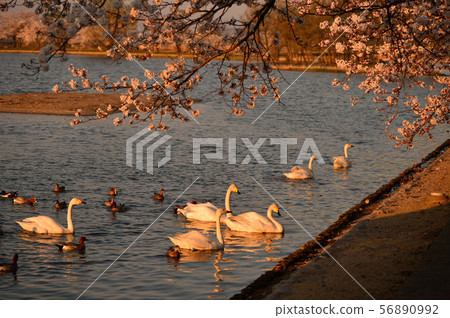 羅湖之春 56890992