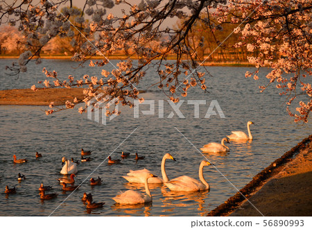 Spring of Luohu 56890993