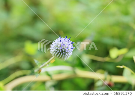 Higotai花 Higotai花 56891170