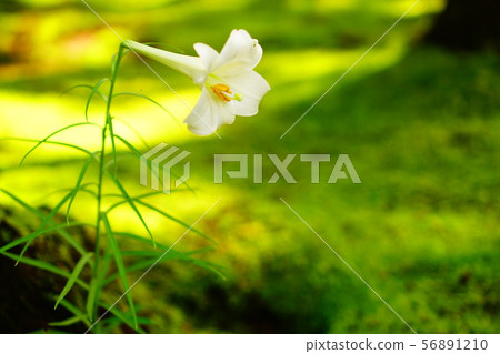 Lily Flower of Moss Village 56891210