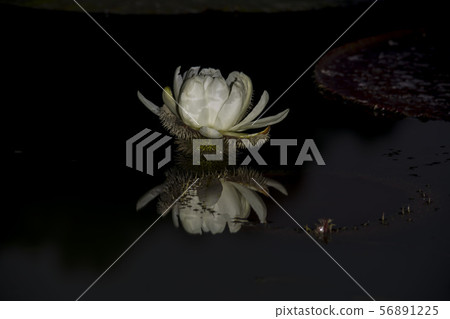 Gyunggi-do, Siheung-si, Gyeonggi-do 56891225