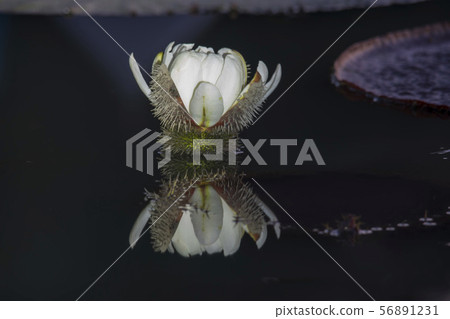 Gyunggi-do, Siheung-si, Gyeonggi-do 56891231