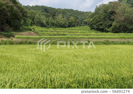 rice plant rice plant 56891274