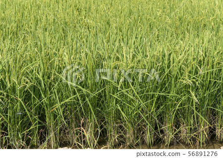 rice plant 56891276