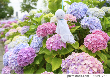 Hydrangea and tertel shaved Hydrangea and tertel shaved 56891758