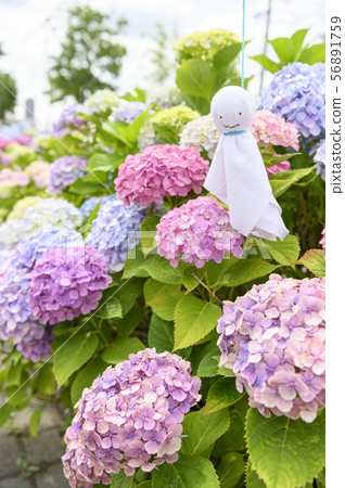 Hydrangea and tertel shaved Hydrangea and tertel shaved 56891759