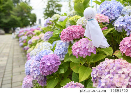 繡球花和九重奏剃光 56891760