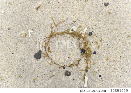 Honda Wallaceae (coast wreckage) Honda Wallaceae (coast wreckage) 56891939