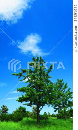 Blue sky and tree scenery (Toneri Park) 56891982