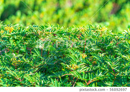 Rowan Green Norikura Kogen [岐阜] 56892697