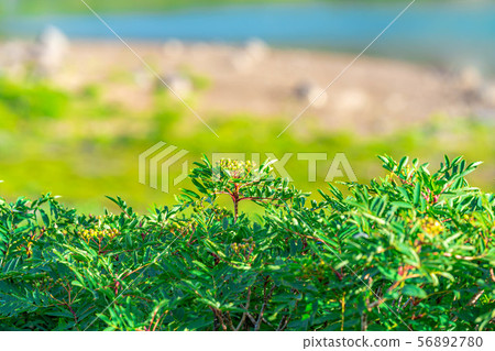 Rowan Green Norikura Kogen [Gifu Prefecture] 56892780