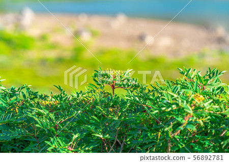 Rowan Green Norikura Kogen [Gifu Prefecture] 56892781