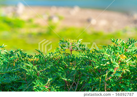 Rowan Green Norikura Kogen [Gifu Prefecture] 56892787