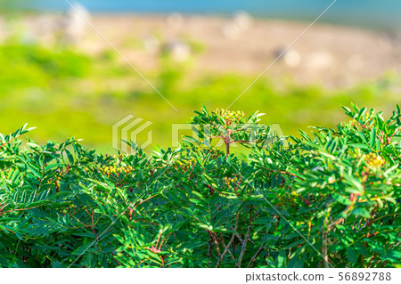 Rowan Green Norikura Kogen [Gifu Prefecture] 56892788