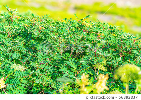 Rowan Green Norikura Kogen [岐阜] 56892837