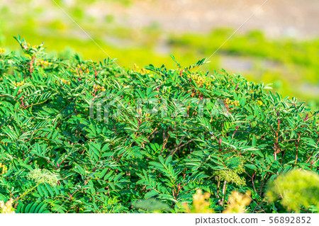 Rowan Green Norikura Kogen [Gifu Prefecture] 56892852