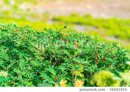 Rowan Green Norikura Kogen [Gifu Prefecture] 56892854