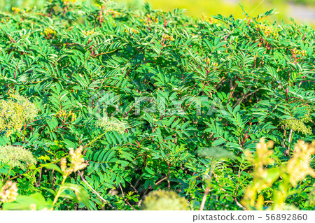 Rowan Green Norikura Kogen [Gifu Prefecture] 56892860