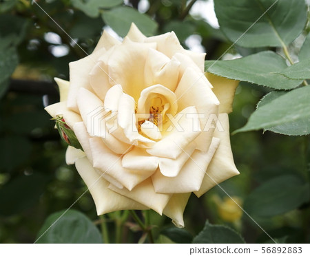 玫瑰花劍閥 56892883