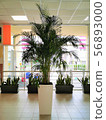 A large palm tree in a beautiful white pot 56893000