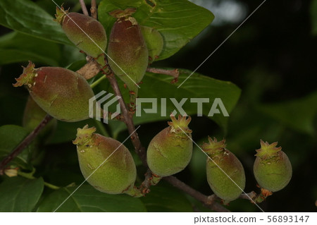 Natural plant wintersweet, fruit. In fact, it seems to be a false fruit with a flower bed developed. Mysterious figure like squirt or sea anemone Natural plant wintersweet, fruit. In fact, it seems to be a false fruit with a flower bed developed. Mysterious figure like squirt or sea anemone 56893147
